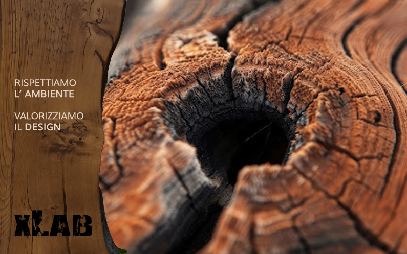 Wood wide web: la rete segreta della natura